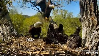 Decorah Eagles- Mom \& DM2 Deliver Fish Within Seconds Of Each Other