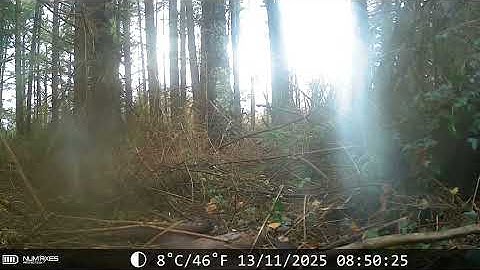 Veon Ecology camera-trap footage during a recent Mammal Survey from a bog in Co. Kildare.