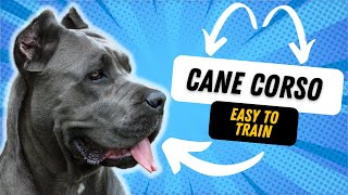 Are Cane Corso Easy To Train?