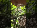 #onthisday Pruning Tomato plants to encourage better output and prevent pests from getting to their