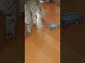 部屋を爆走するスケボー亀【Run around the room! skateboard turtle】