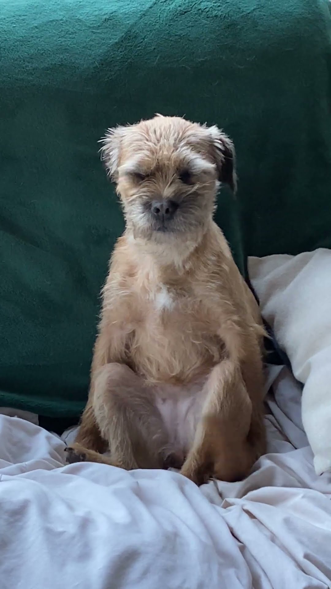 Look at How My Dog Sits || ViralHog