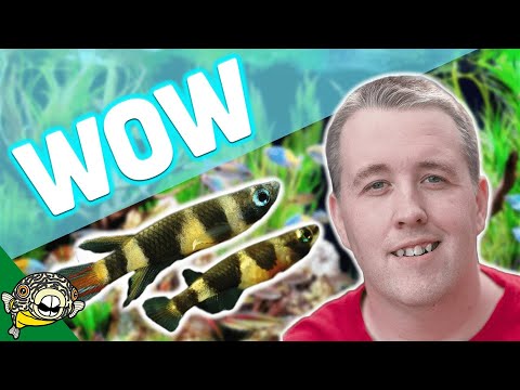 NO WATER CHANGES - Tropical Fish Store Tour. Over 25 years, no water changes!