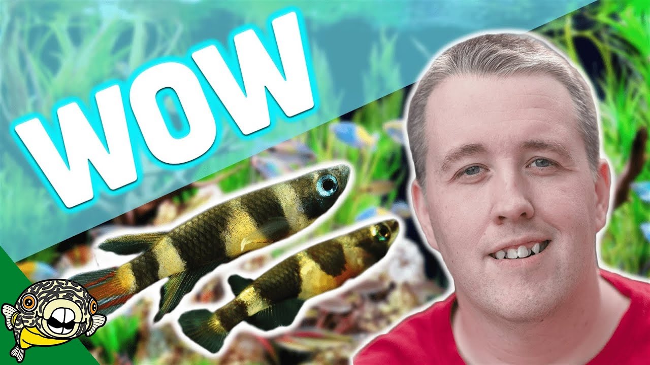 NO WATER CHANGES Tropical Fish Store Tour. Over 25 years, no water