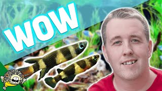 NO WATER CHANGES - Tropical Fish Store Tour. Over 25 years, no water changes!