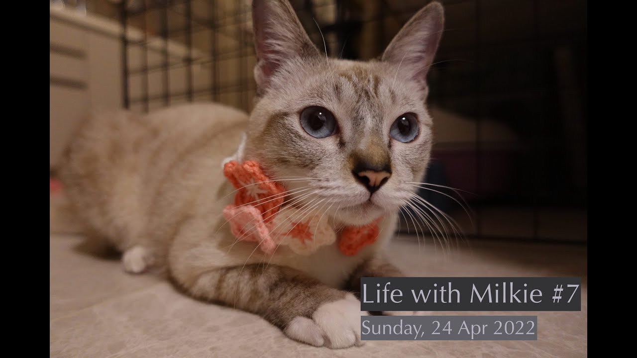 Life with Milkie #7: Feasting with friend, finish Milkie's cherry blossom collar