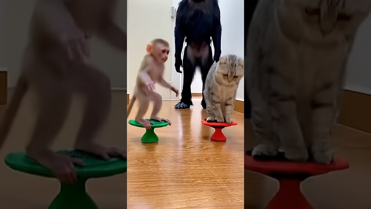 아기 원숭이와 고양이의 첫 만남 I Baby MonkeyMeets a Cat