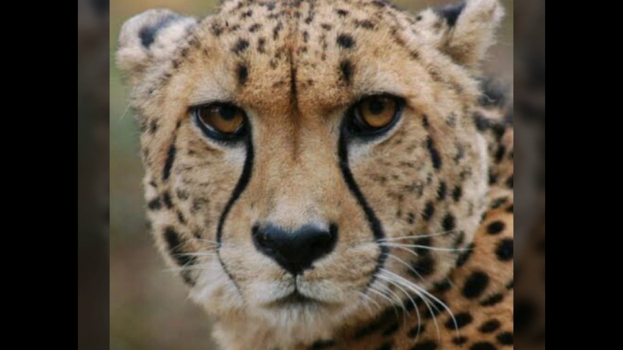 Картинки лица животных. Гепард морда. Красивые животные. Гепард лицо. Глаза гепарда.