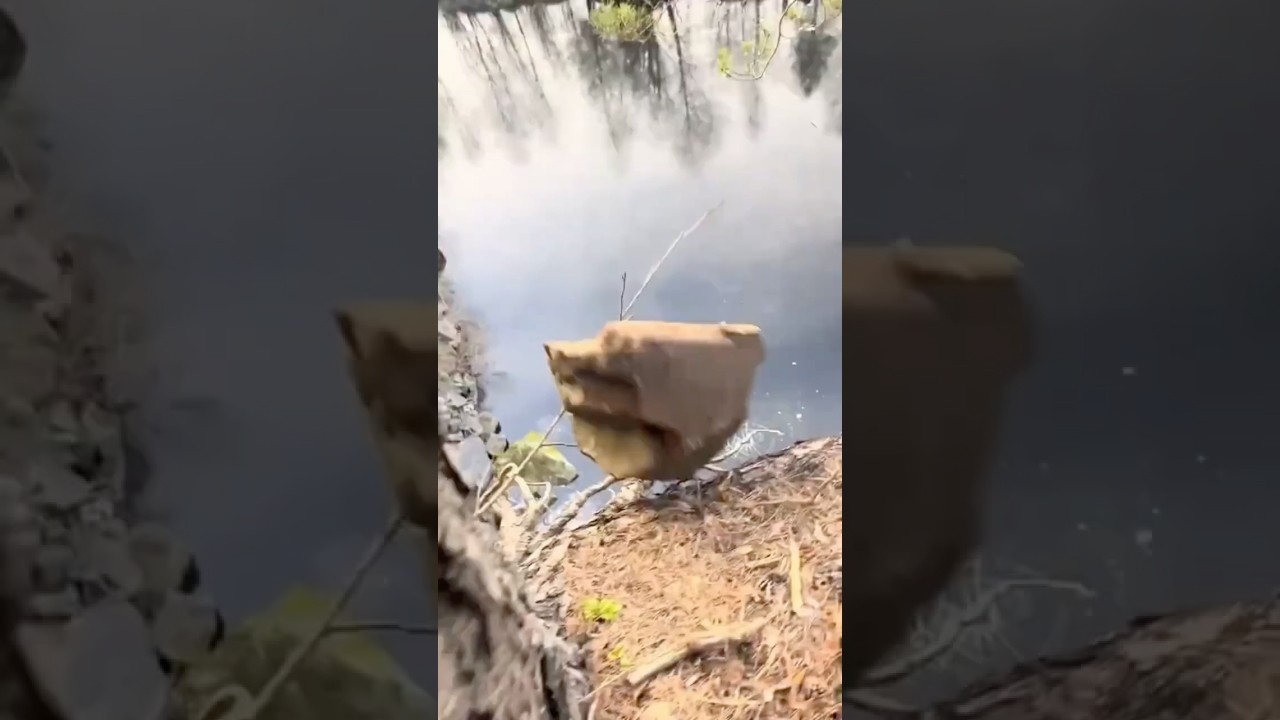 Merit Ya Systemic Pattern? IIM Faculty Analysis 