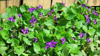 Wild Violets - so much more than candied flowers!