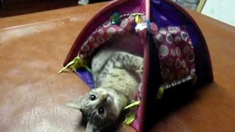 Watch the video about F2 and F4 Savannah kittens playing