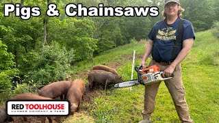 Clearing Forest Edge with Chainsaw &amp; Pigs