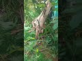വാഴപ്പിണ്ടിയും കൊലയും.... 🙌🏻😌💚 #shortvideo