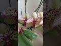 Орхидея фаленопсис Клеопатра. Скидки🔥🔥🔥