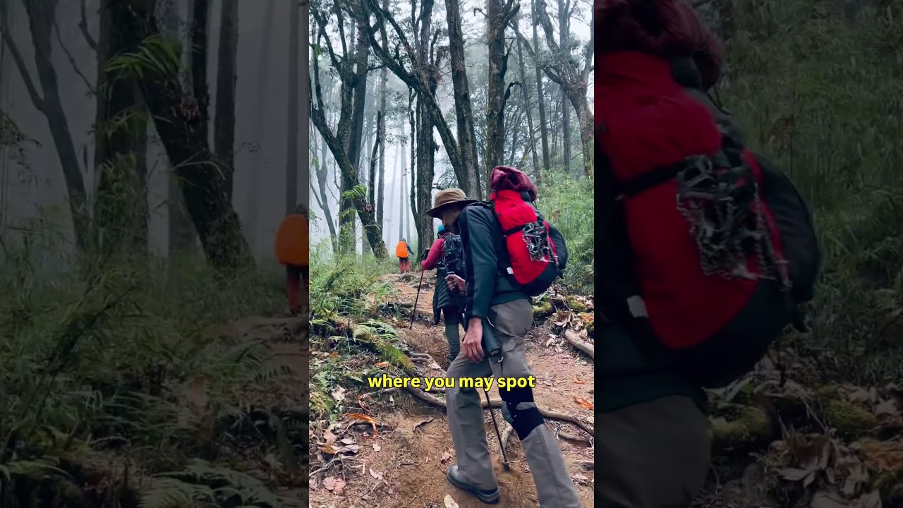 Why Sandakphu Must do Trek?