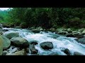 Forest Birds by the Flowing Stream 🐦 | Nature Sounds for Focus and Productivity