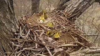 Decorah Eagles. The Goslings leave the nest - explore.org 04-28-2022