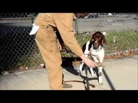 Dog Training -Teach Pointer to Point