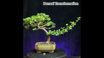Bonsai transformation / portulacaria afra / dwarf jade #bonsai #indoorbonsai