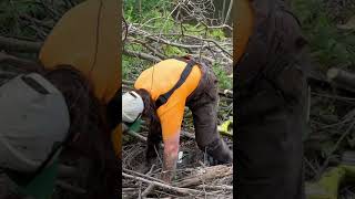 Making adjustments to lower the beaver pipe. #wildlife #nature