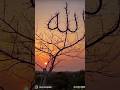 Subhanallah The Tree Wrote Allah Name In The Sky Shortvideo Ytshorts Trending Viralshorts 