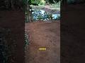 Bora organizar o sítio comigo? Episódio 3 #plantas #reforma #jardim #organização #2026