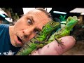 UNBOXING JESUS LIZARDS FOR MY REPTILE ZOO!! | BRIAN BARCZYK