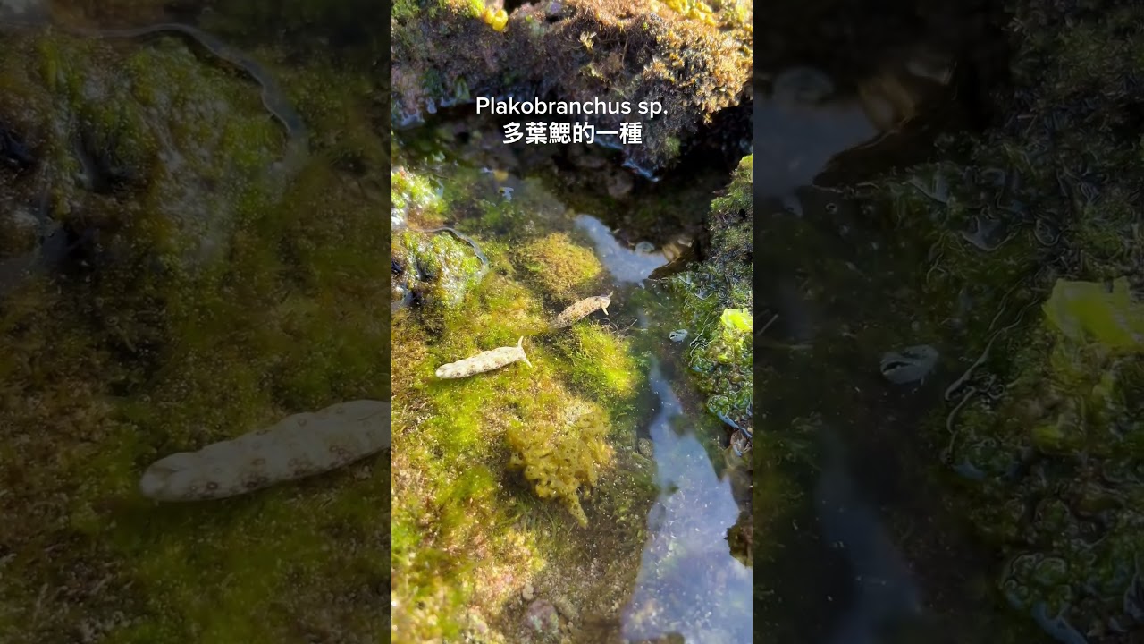 Plakobranchus sp. 多葉鰓的一種，極相似眼斑多葉鰓但頭部前緣與嗅角顏色特徵不同。2023年拍攝於墾丁。 