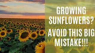 Growing Sunflowers: Avoid this big mistake ? ? ?