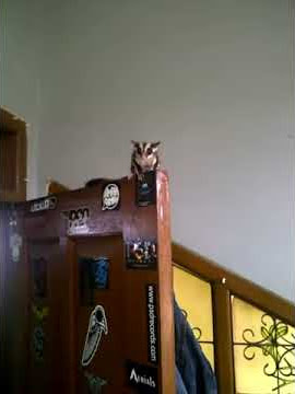 Sugar Glider Flying