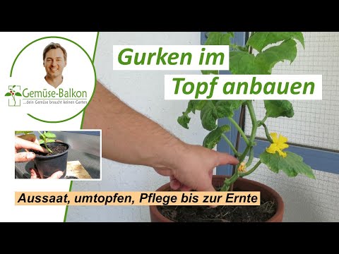 Video: Wie Man Gurken Auf Freiem Feld Pflanzt Und Züchtet: Samen Pflanzen, Pflanzen Richtig Pflegen (Wasser, Form, Binden)