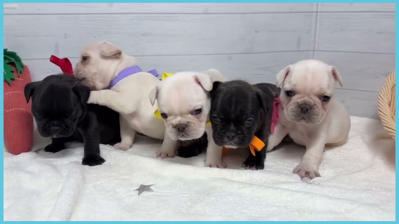 744622 フレンチブルドッグ - YouTube