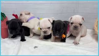 Do　ゾウと小鳥　フレンチブルドッグ 744622 フレンチブルドッグ - YouTube