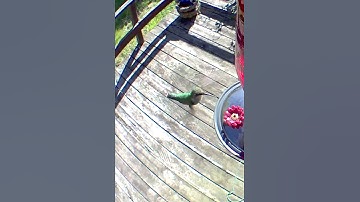 Just A Quickie [Female Ruby Throated Hummingbird]
