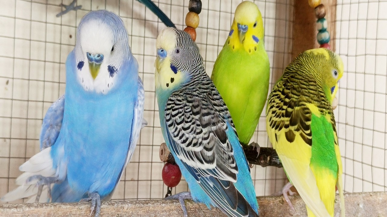 Chirping of Parakeet Budgie Birds 3  Hr , Listen to Nature Bird Songs, Meditation to Reduce Stress