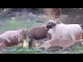 لماذا بأسنا بيننا شديد واقعنا المرير