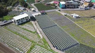 DFLY6809 苗栗大湖鄉山大王草莓王國 2022