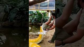 Boa VS Python!!!!!!!!!!!!