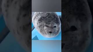 МИЛАХА ИЗ ЯПОНИИ 🥰👀😂#seal #share #viral #приколысживотными #funnyvideo #funnyanimals #animals #cute