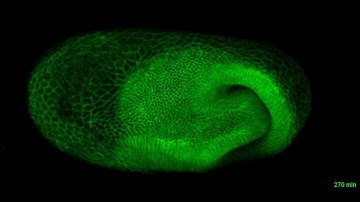 Fluorescent live imaging of embryo formation in the beetle Tribolium
