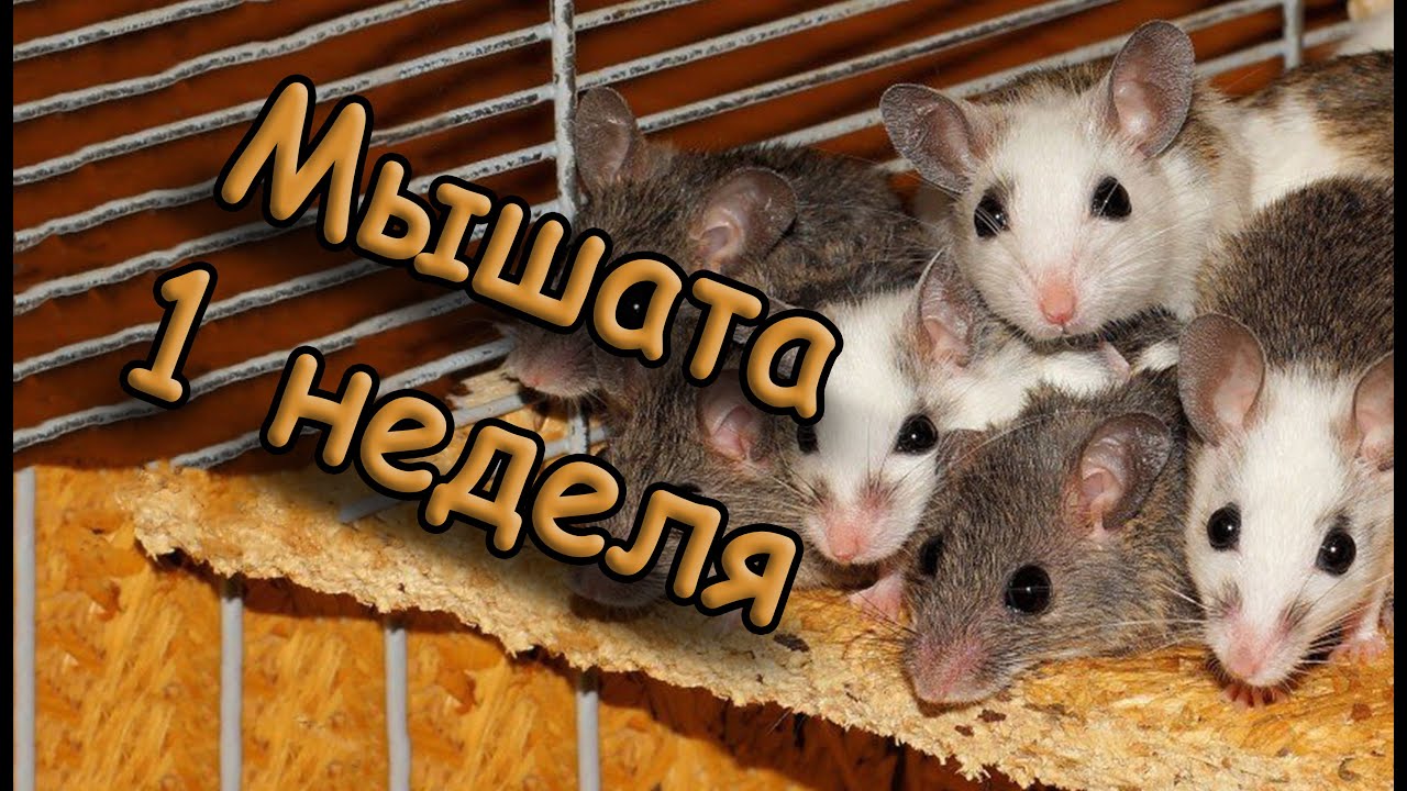Мышатам 1 неделя