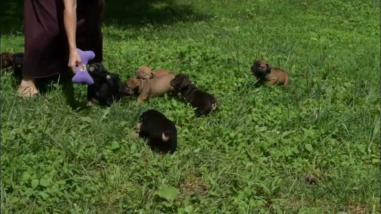 Mini Old English Bulldogs For Sale