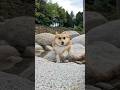 岩場を軽快に飛び歩くコーギー / A Corgi's agility course: Jumping rocks! #コーギー #corgi