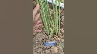 pendebungan asparagus oleh lebah kelulut,