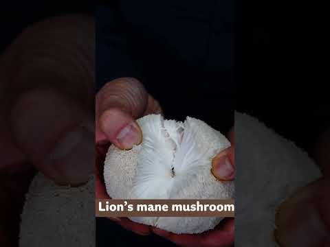 Fresh Lion's Mane Mushroom | Wholesale Supplier