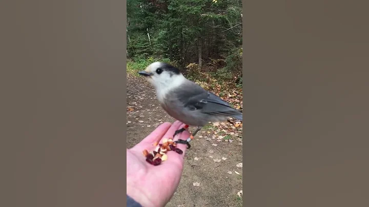 The Gray Jay. Canada's National Bird