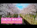 【4K】Tokyo Walks - Naka-Meguro Sakura - 中目黒 - Meguro, Tokyo, Japan - 2020 - 東京目黒川