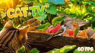 CAT TV 🌴 Peaceful Garden Birds & Squirrel Fun for Cats 😺 | 4 HOURS 4K