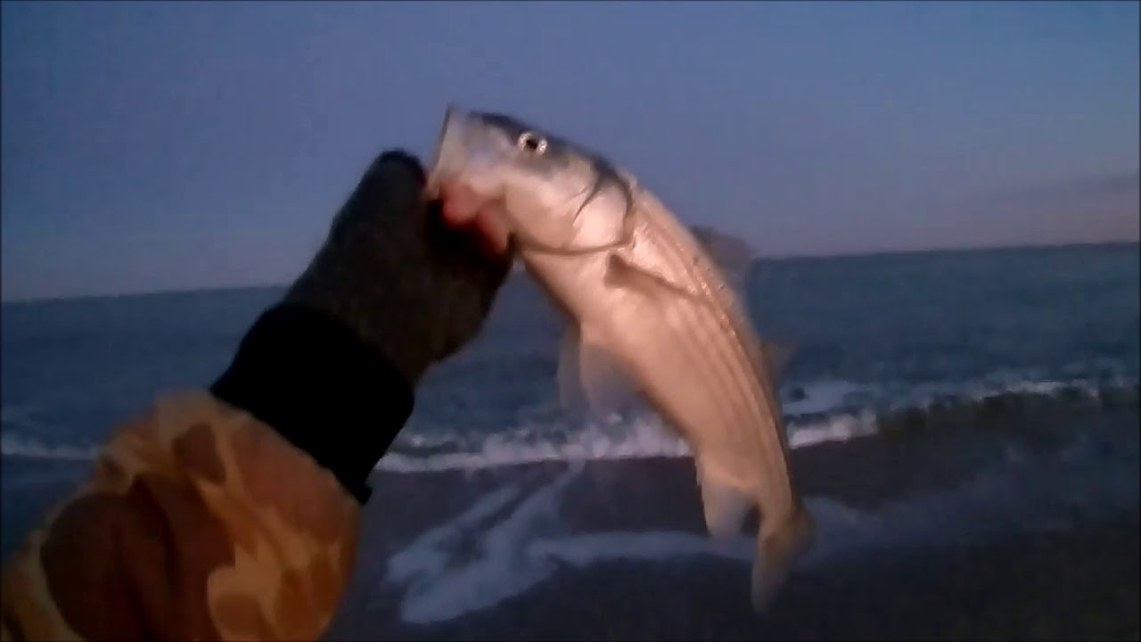 New Jersey Surf Fishing for Striped Bass December 7th and 8th YouTube