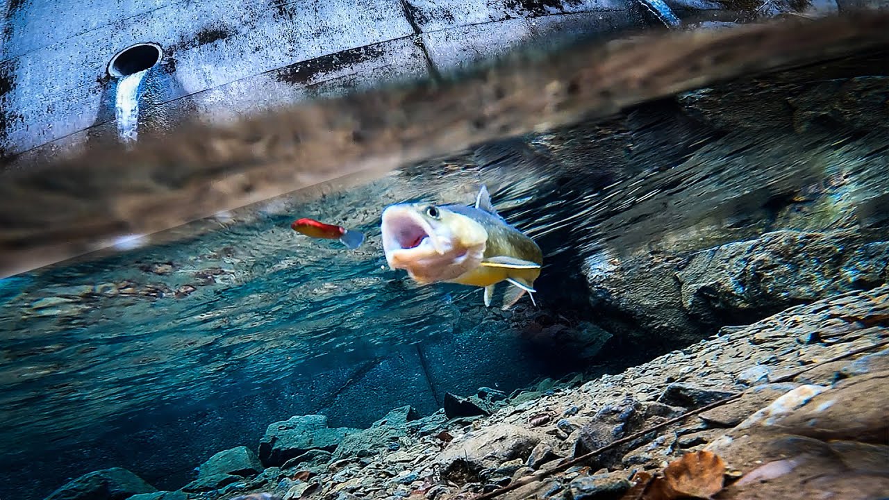 堰堤下にカメラを沈めてルアーを通すと…